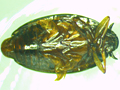 Gyrinus urinator